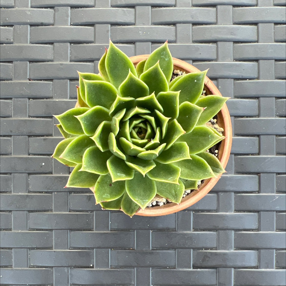 Photo of the plant species Wax Agarve by @PlantTherapy101 named Rainier on Greg, the plant care app