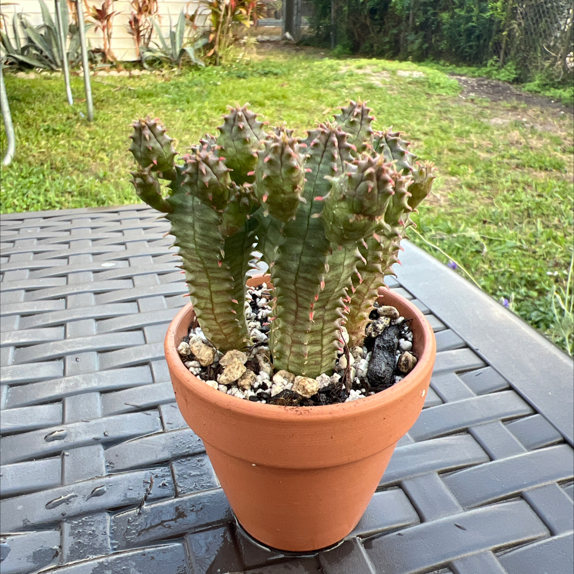 Photo of the plant species Euphorbia monstrose by @PlantTherapy101 named Lost Cause on Greg, the plant care app