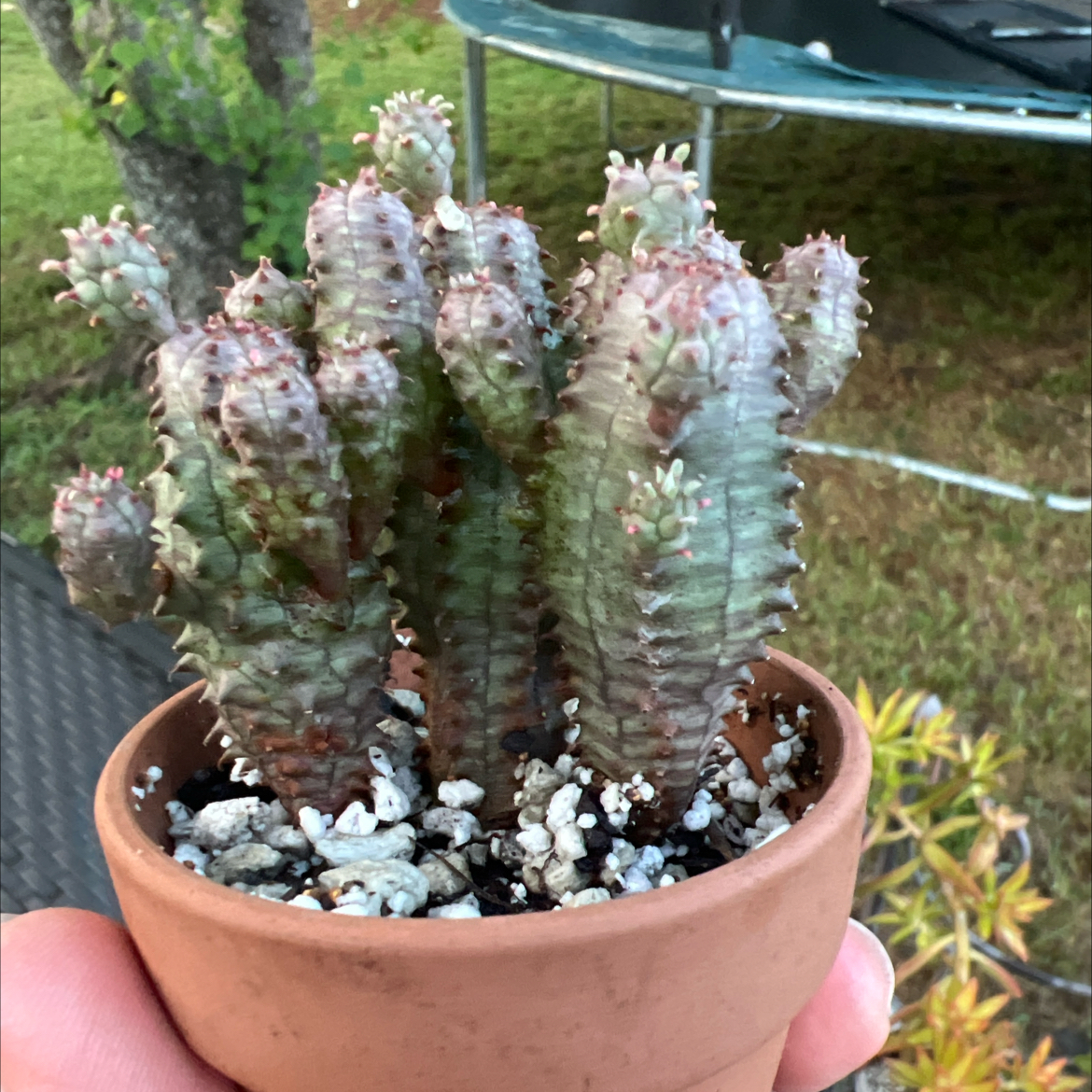 Photo of the plant species Euphorbia monstrose by @PlantTherapy101 named Lost Cause on Greg, the plant care app