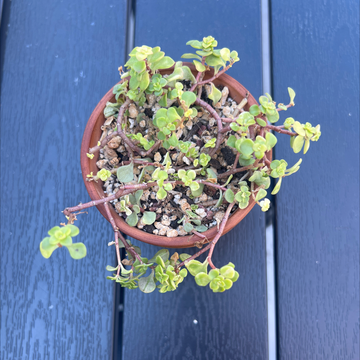 Photo of the plant species Golden Japanese Stonecrop by @PlantTherapy101 named Nemo on Greg, the plant care app