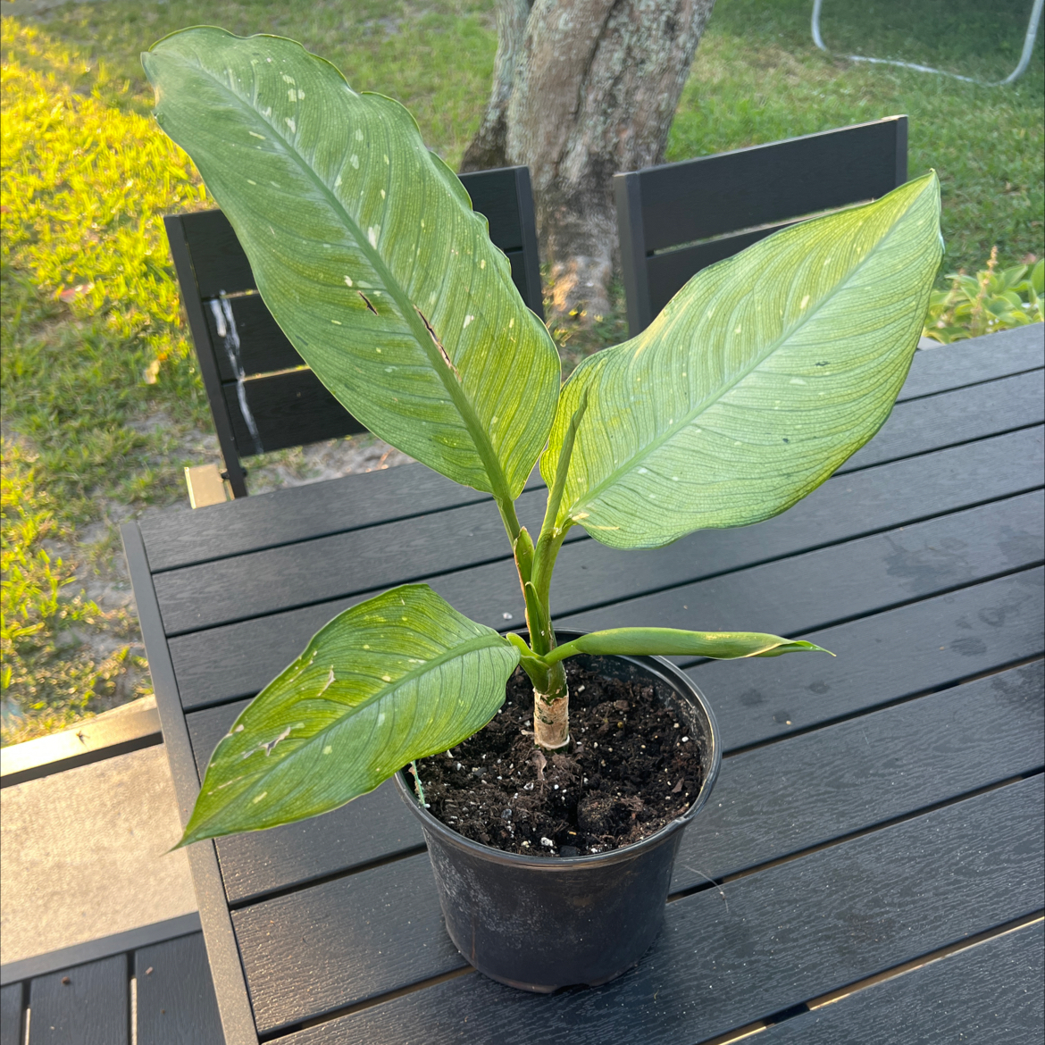 Photo of the plant species Dumb Cane 'Tiki' by @PlantTherapy101 named Harry Dunn on Greg, the plant care app