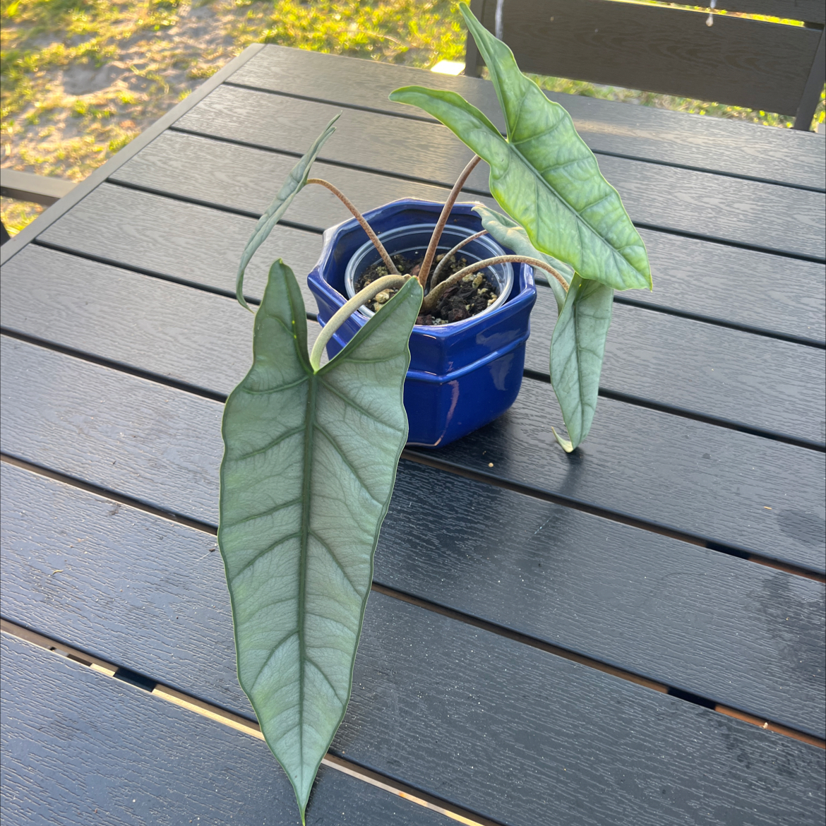 Photo of the plant species Dragon's Breath by @PlantTherapy101 named Tairneanach on Greg, the plant care app