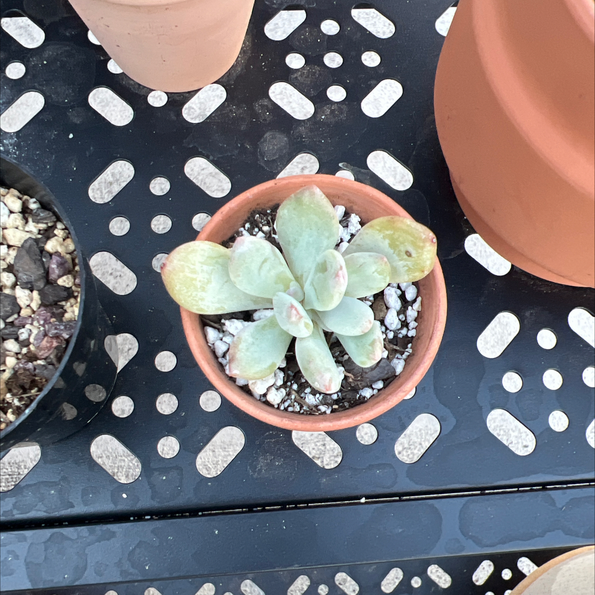 Photo of the plant species Pachyveria 'Blue Jasper' by @PlantTherapy101 named Robin on Greg, the plant care app
