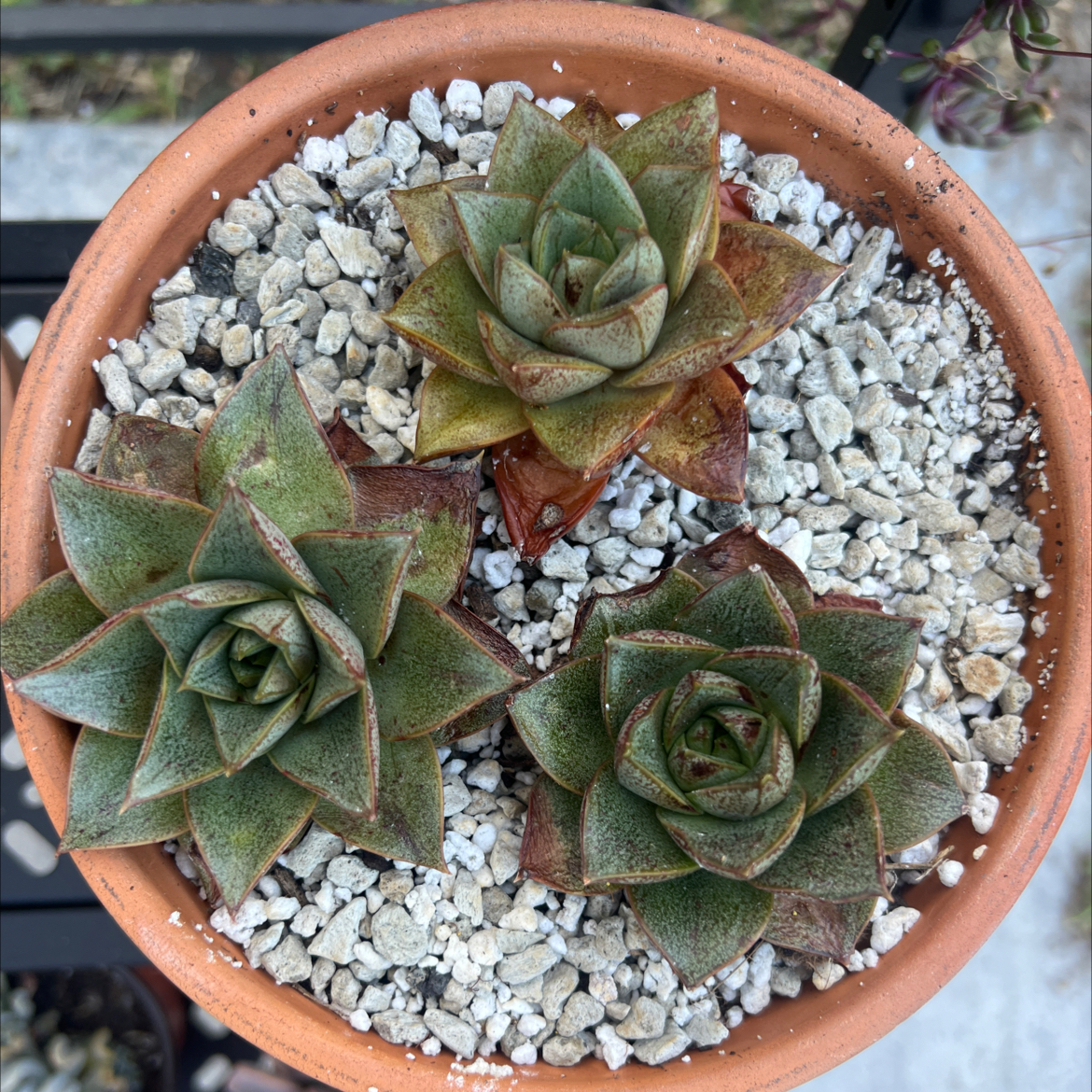 Photo of the plant species Echeveria 'Dionysos' by @PlantTherapy101 named Miss Dion on Greg, the plant care app
