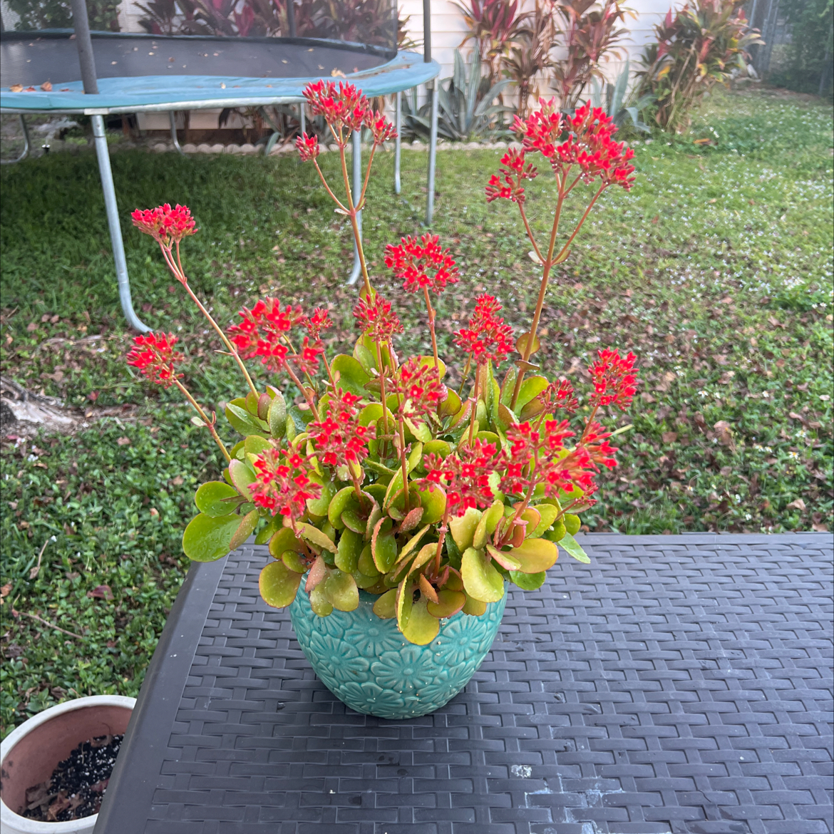 Photo of the plant species Kalanchoe blossfeldiana 'Red' by @PlantTherapy101 named Diana on Greg, the plant care app