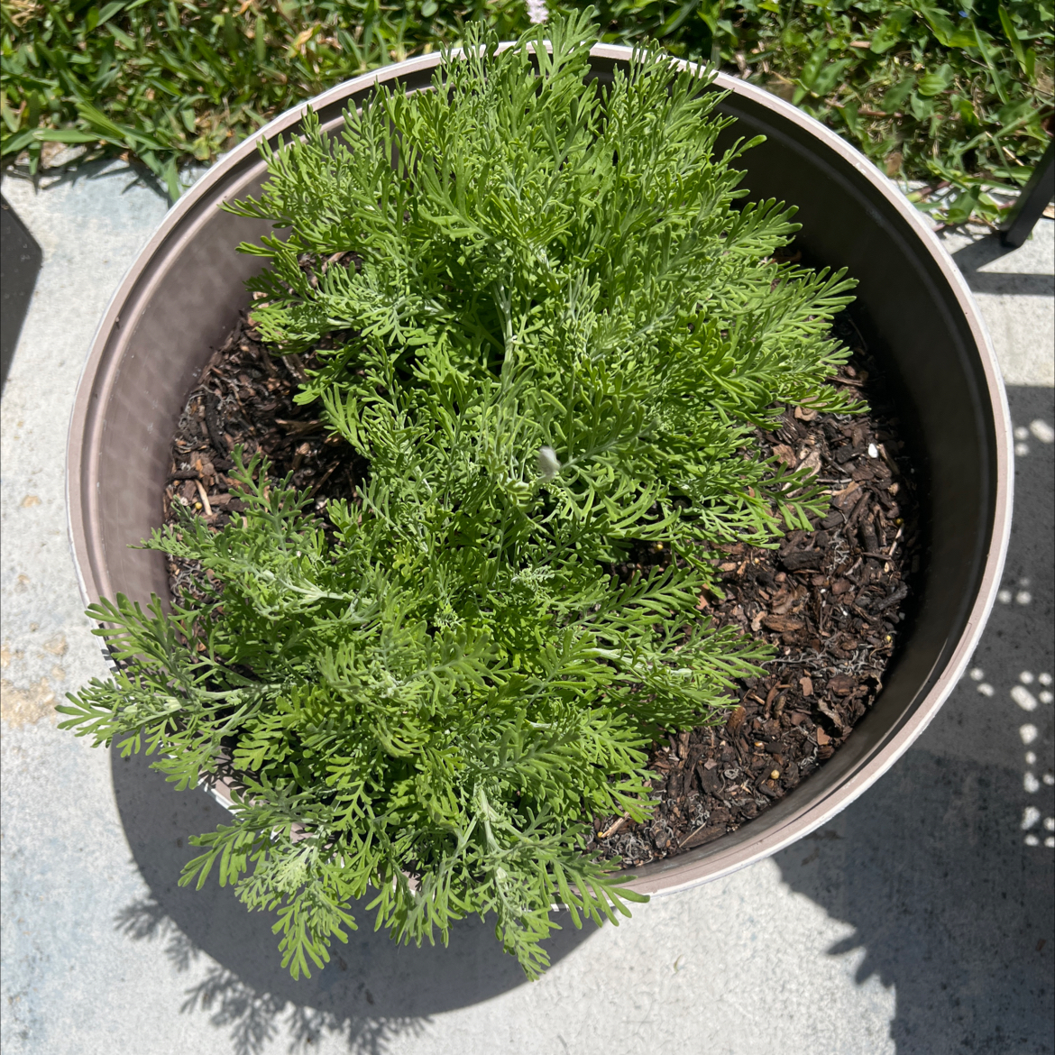 Photo of the plant species Fernleaf Lavender by @PlantTherapy101 named Fern Drescher on Greg, the plant care app