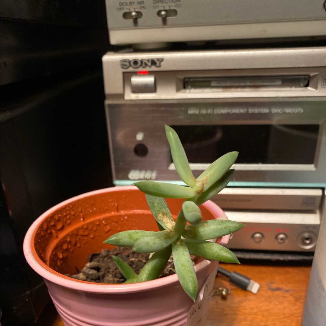 Pale Stonecrop succulent in a pink pot with electronic equipment in the background.