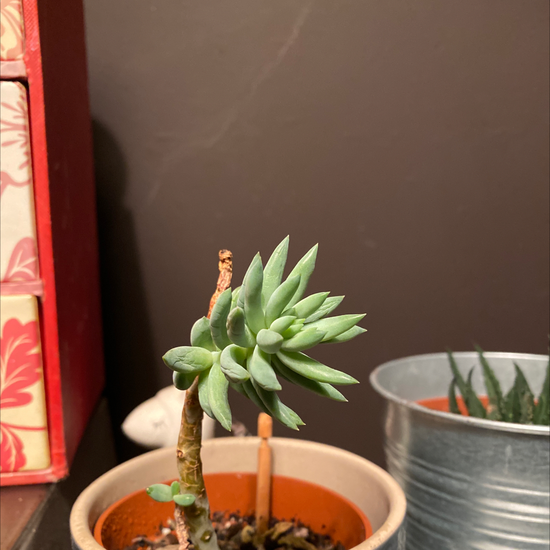 Pale Stonecrop succulent in a small pot with visible soil, well-framed and in focus.