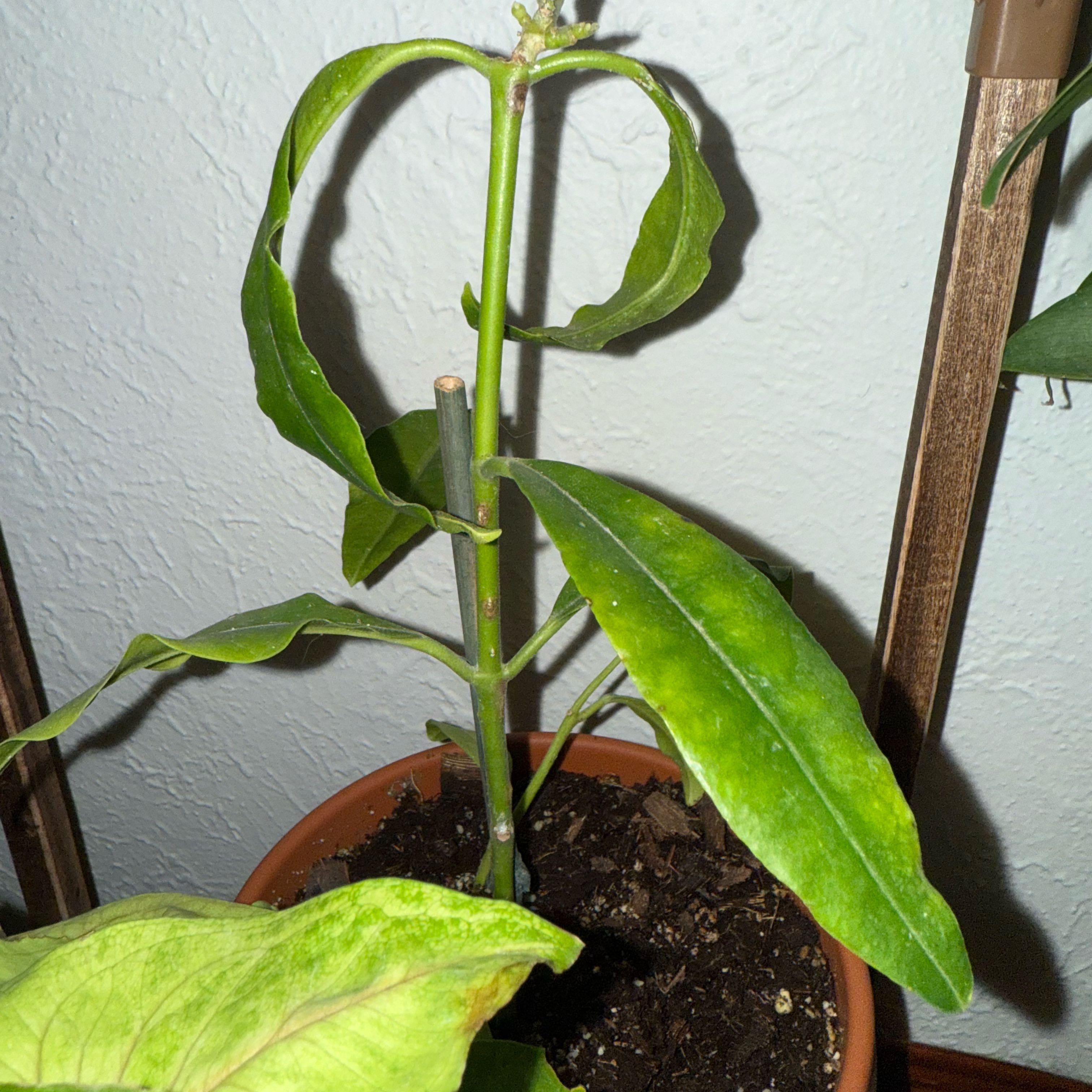 Photo of the plant species Hoya imperialis by @MaximalMint5 named Huckleberry Fern on Greg, the plant care app