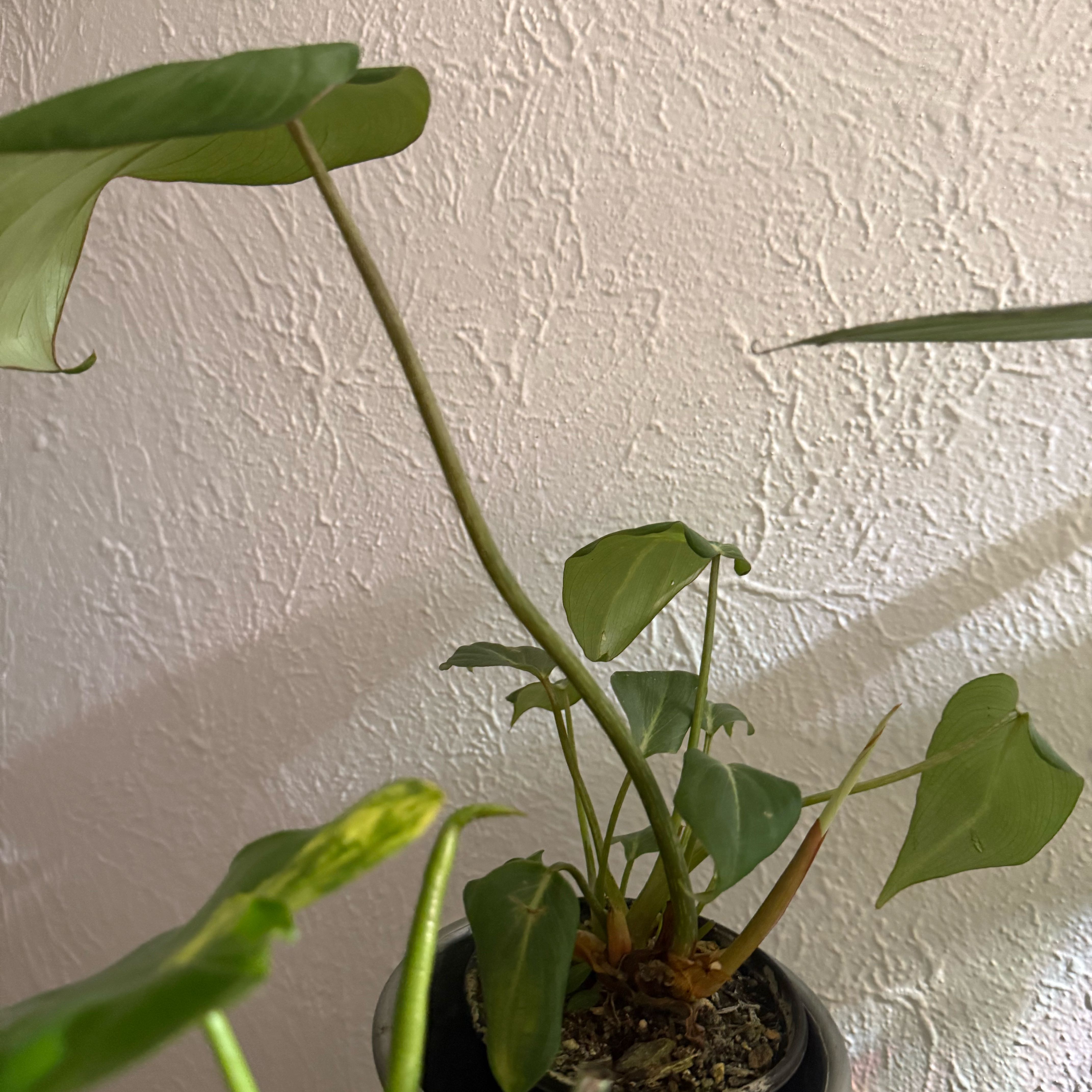 Photo of the plant species Gloriosum Dark Form by @MaximalMint5 named Stella on Greg, the plant care app