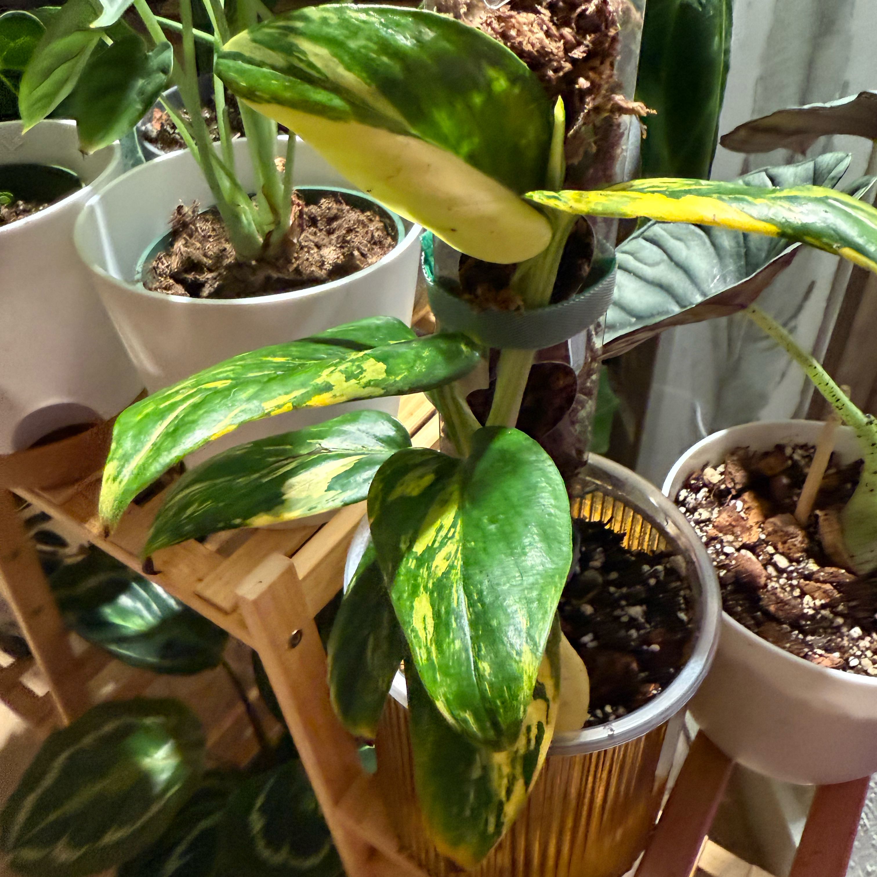 Photo of the plant species Monstera standleyana 'aurea' by @MaximalMint5 named Rihanna on Greg, the plant care app