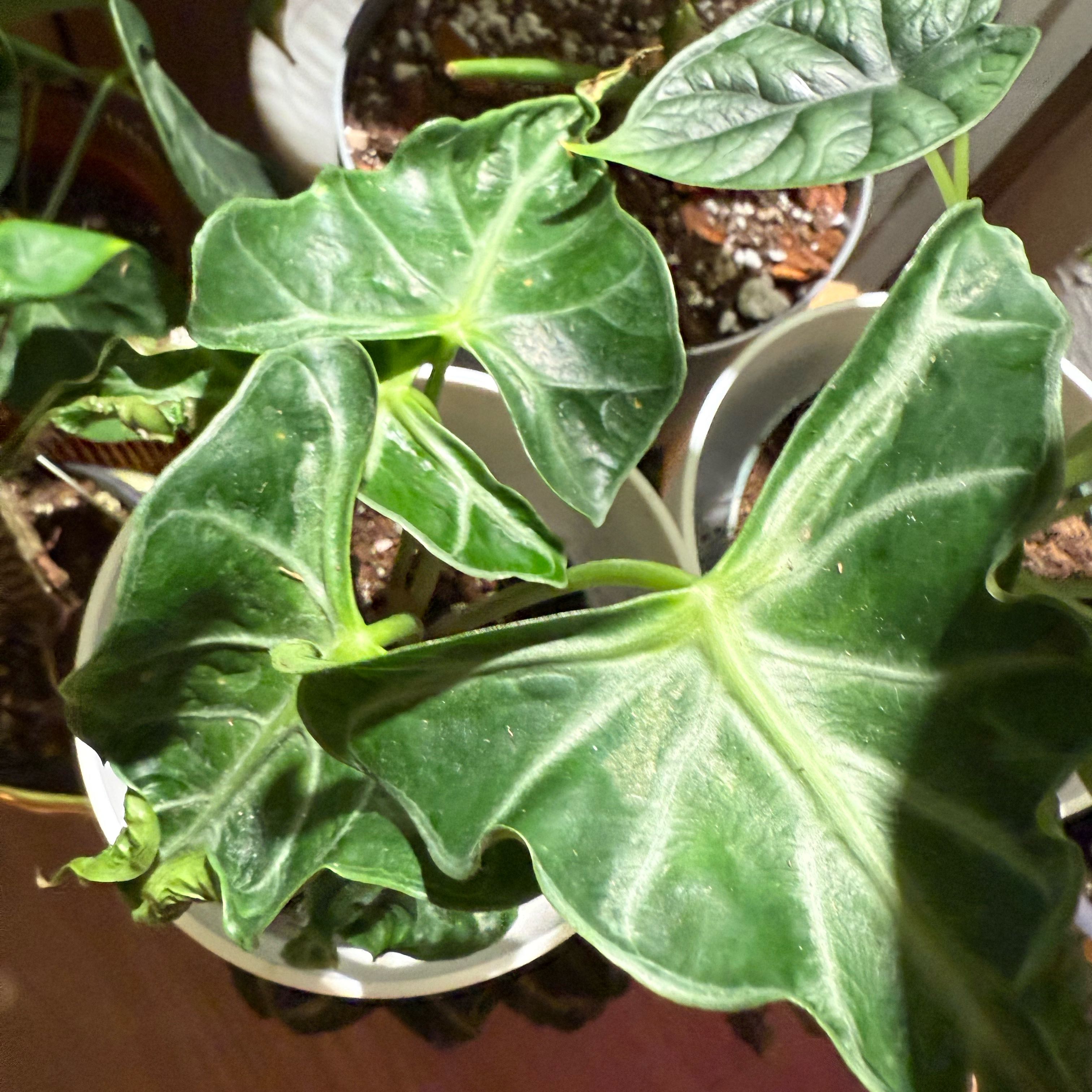 Photo of the plant species Alocasia Loco by @MaximalMint5 named Bruce Lee on Greg, the plant care app