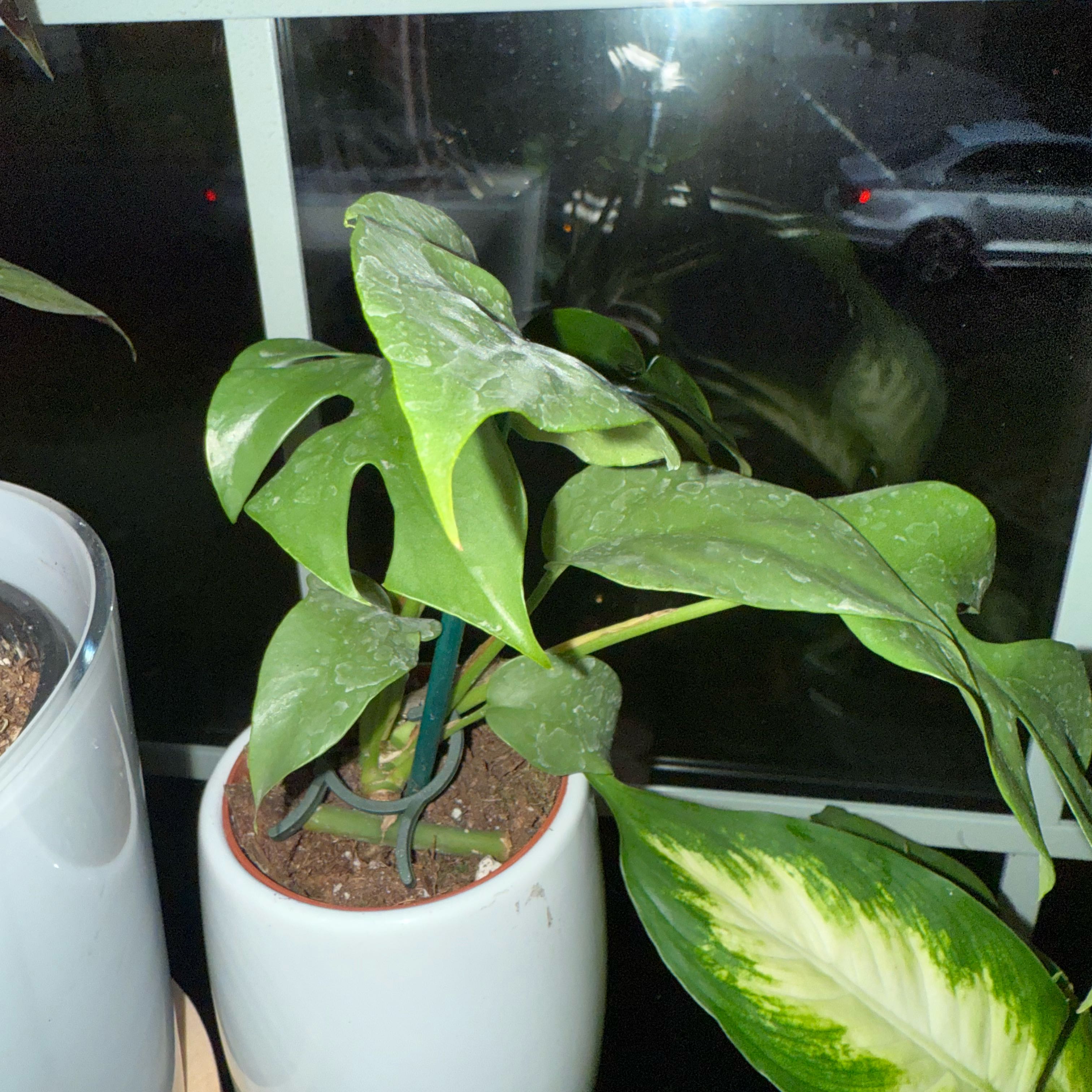 Photo of the plant species Rhaphidophora pertusa by @MaximalMint5 named Tolkien on Greg, the plant care app