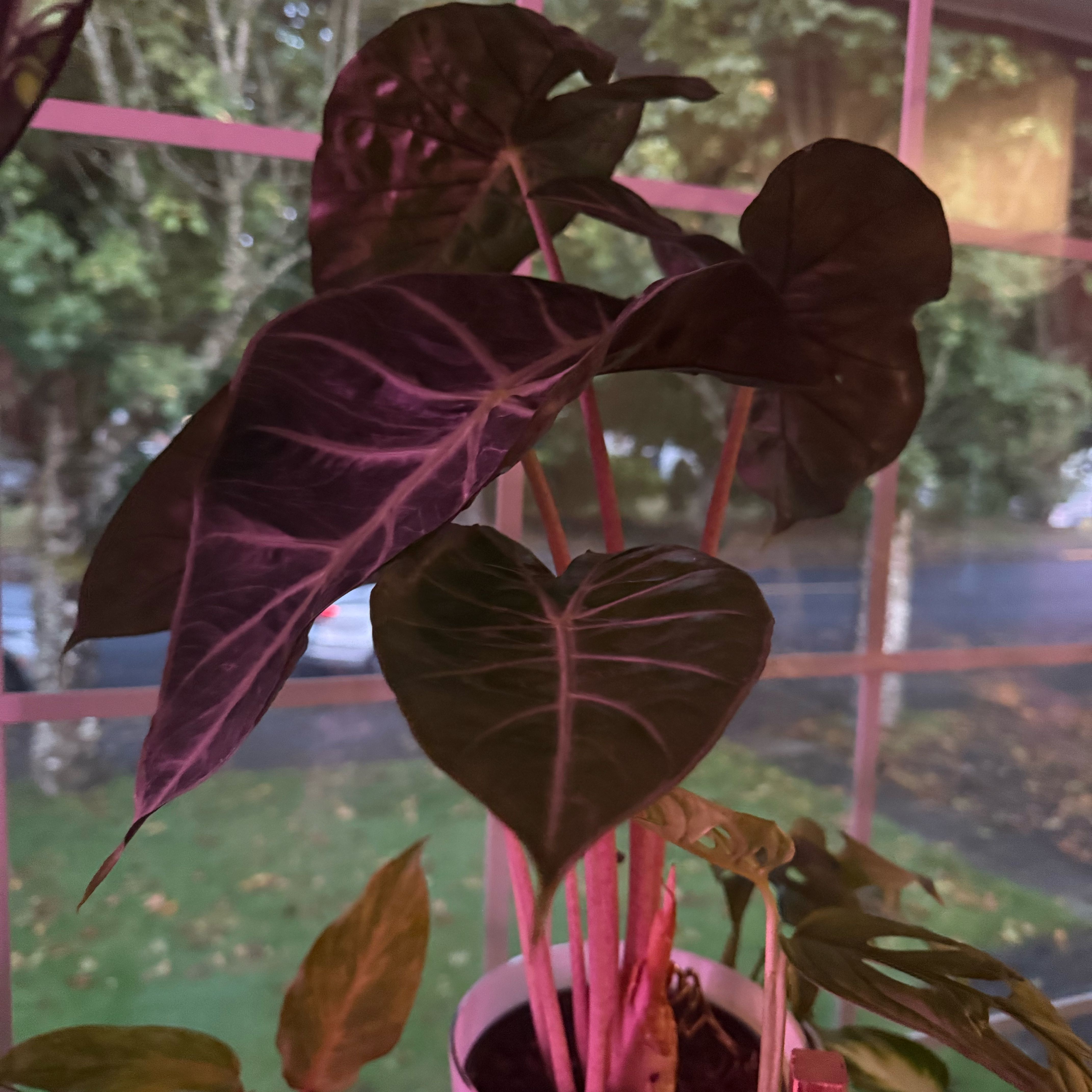 Photo of the plant species Pink Princess Alocasia by @MaximalMint5 named Keanu Leaves on Greg, the plant care app