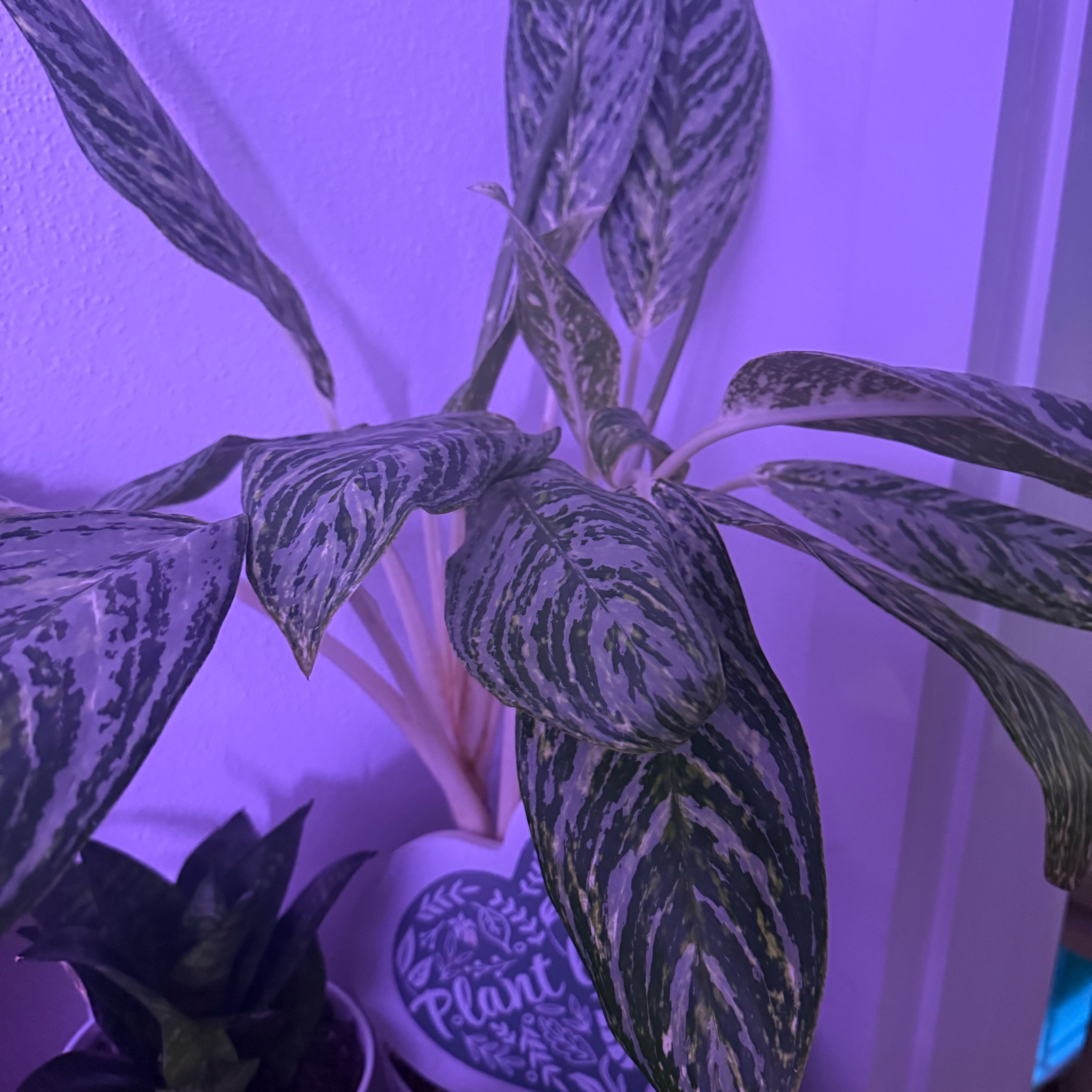 Photo of the plant species Chinese Evergreen 'Golden Madonna' by @MaximalMint5 named Walt on Greg, the plant care app