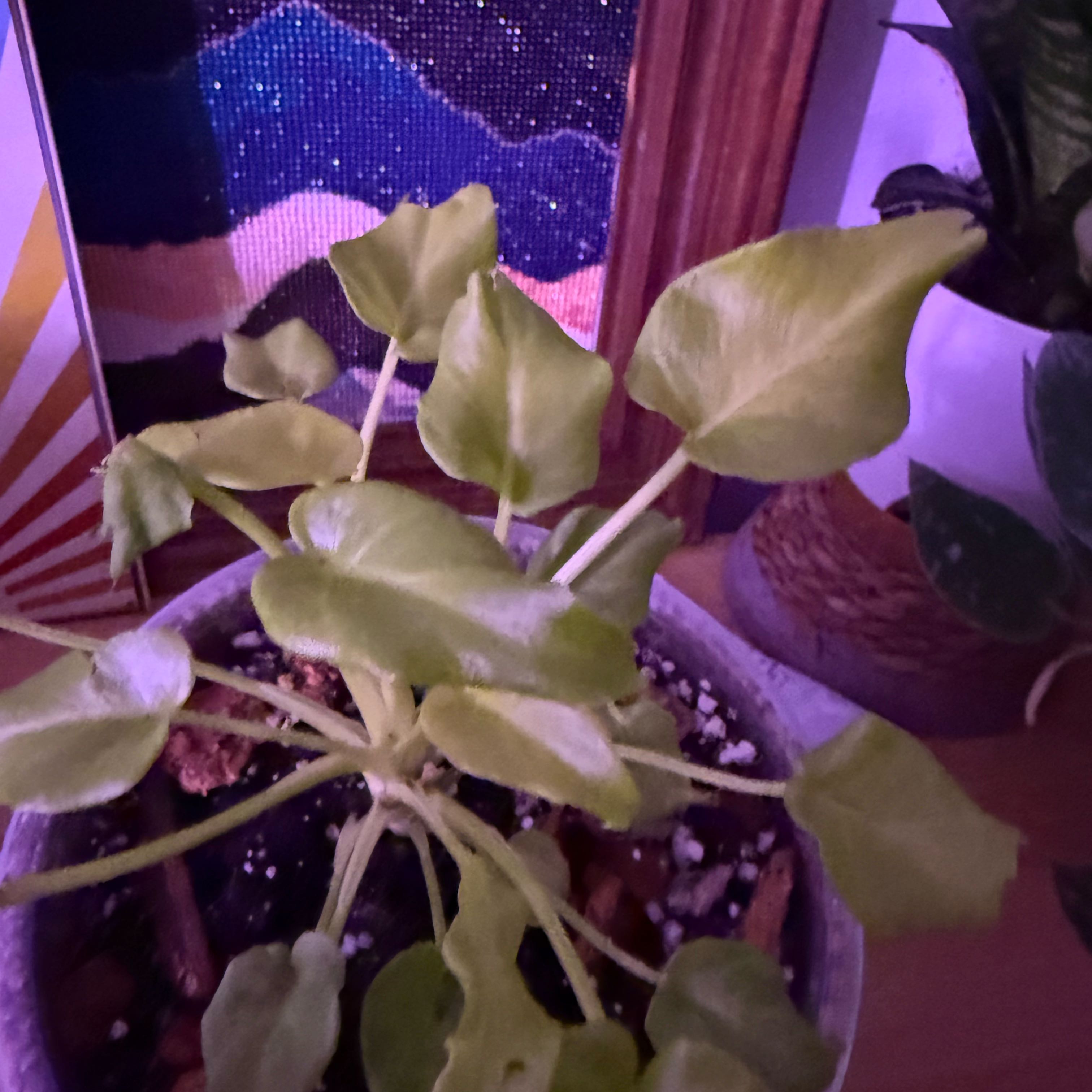 Photo of the plant species Philodendron 'Golden Xanadu' by @MaximalMint5 named Mando on Greg, the plant care app