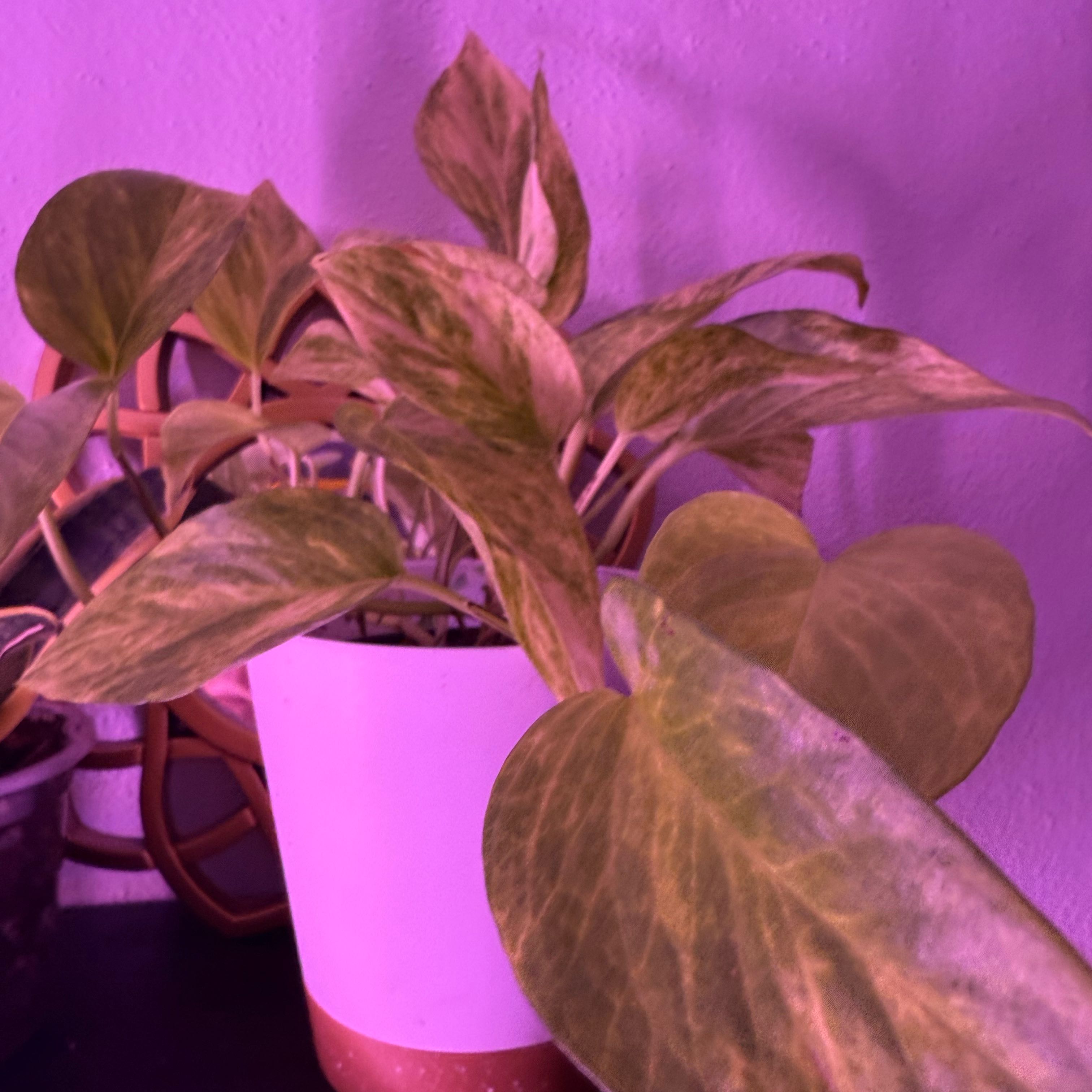 Photo of the plant species Sunshine Goddess Pothos by @MaximalMint5 named Sonora on Greg, the plant care app