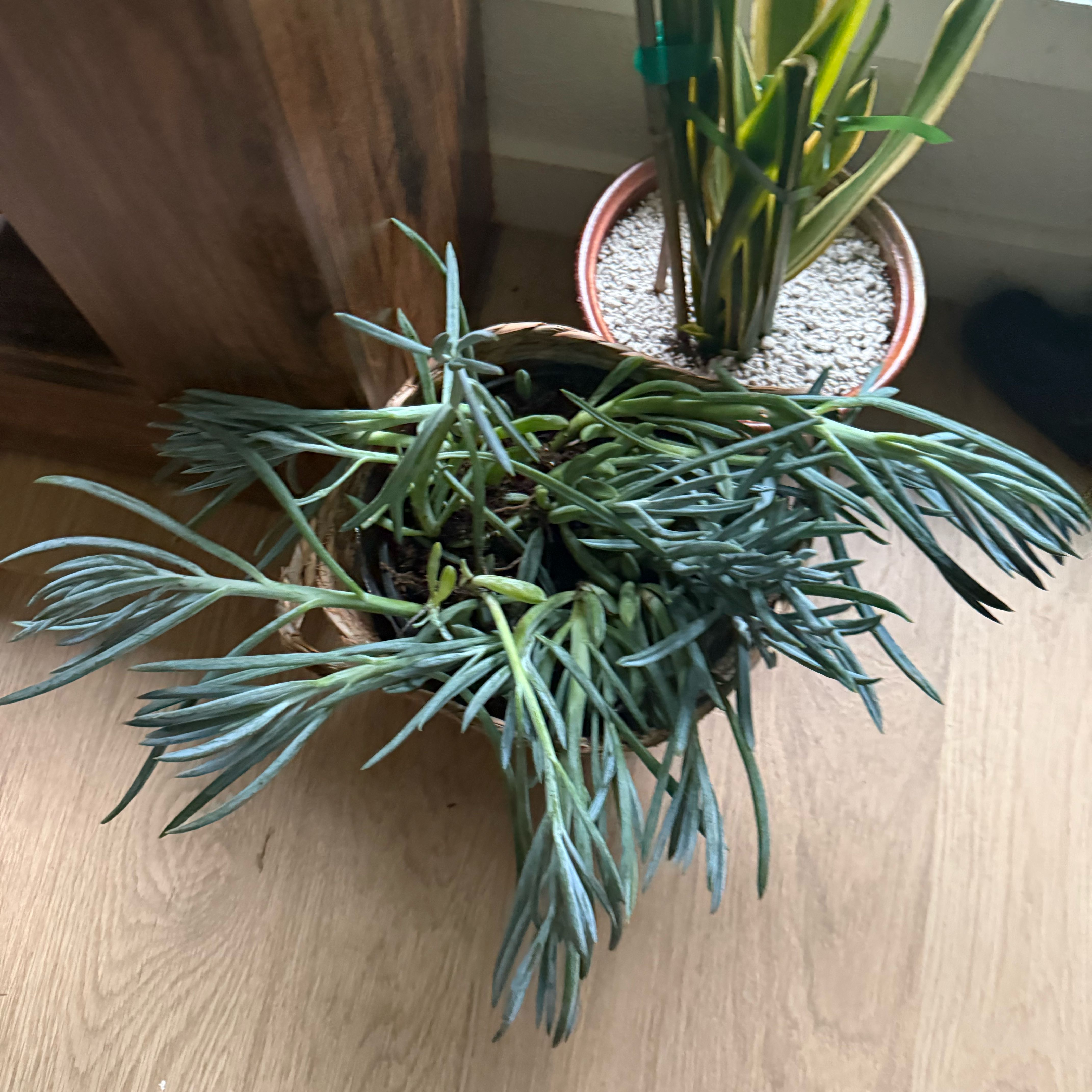 Photo of the plant species Blue Chalk Sticks by @MaximalMint5 named James Dean on Greg, the plant care app