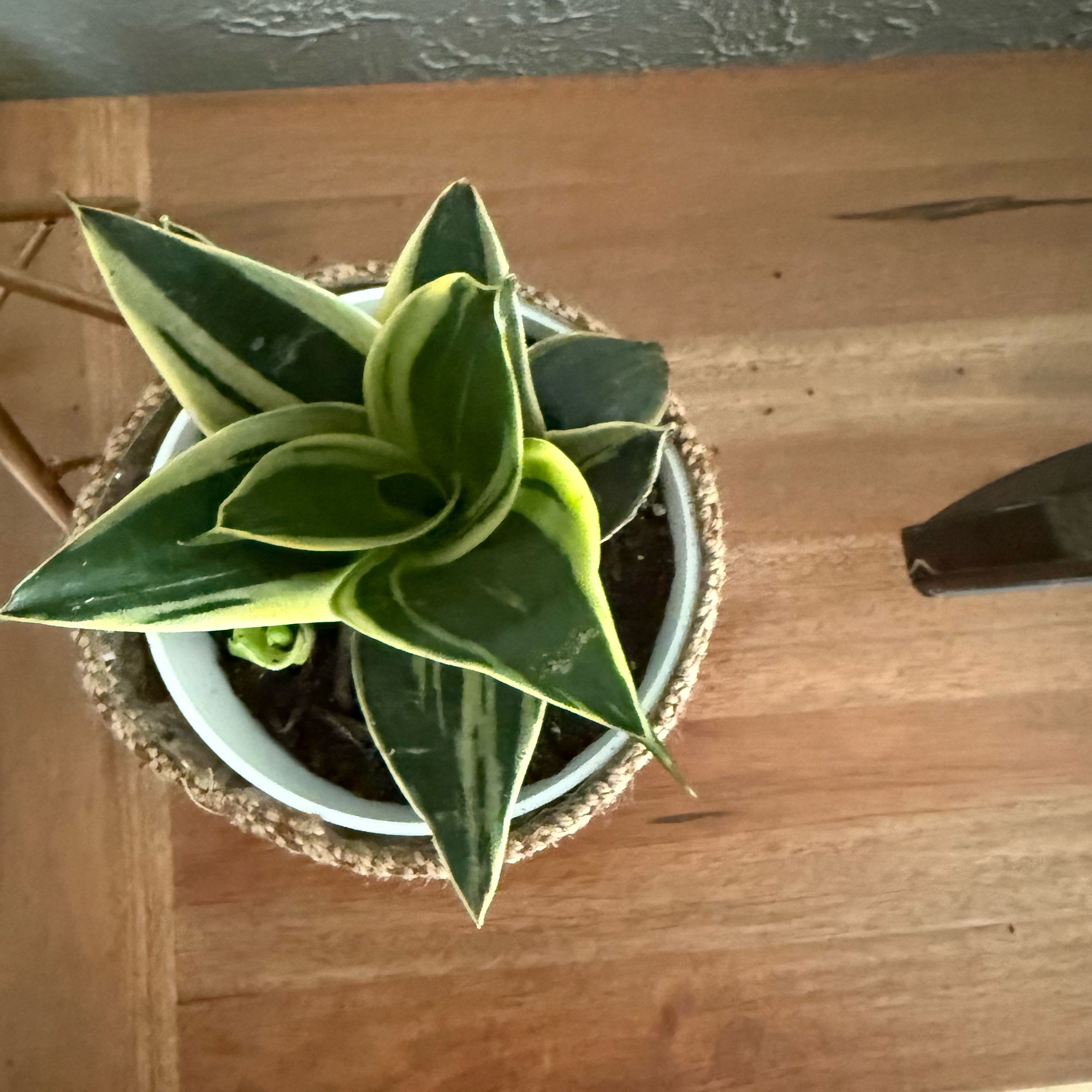 Photo of the plant species Golden Hahnii Snake Plant by @MaximalMint5 named Lavender on Greg, the plant care app