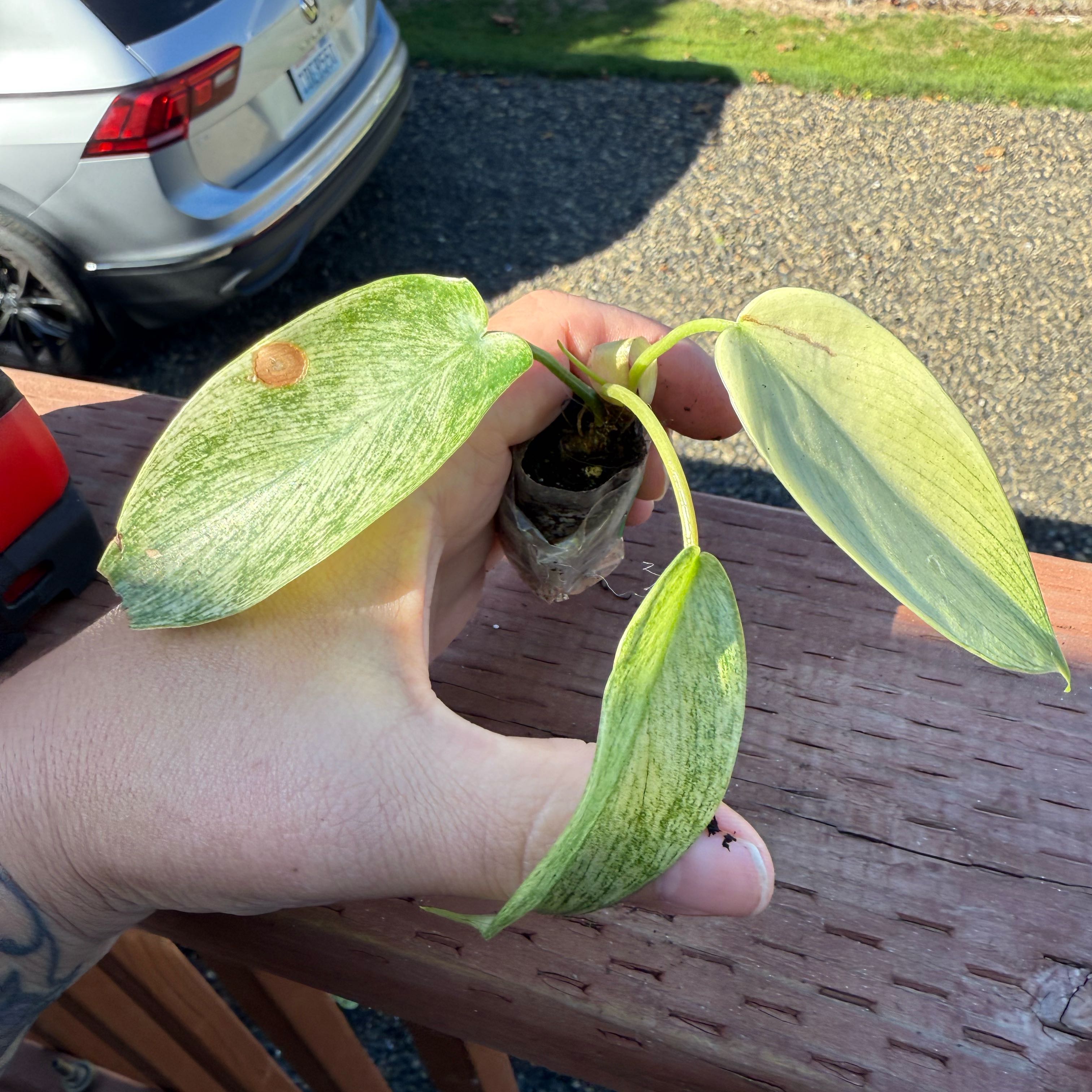 Photo of the plant species Philodendron ghost Mint by @MaximalMint5 named Xena on Greg, the plant care app