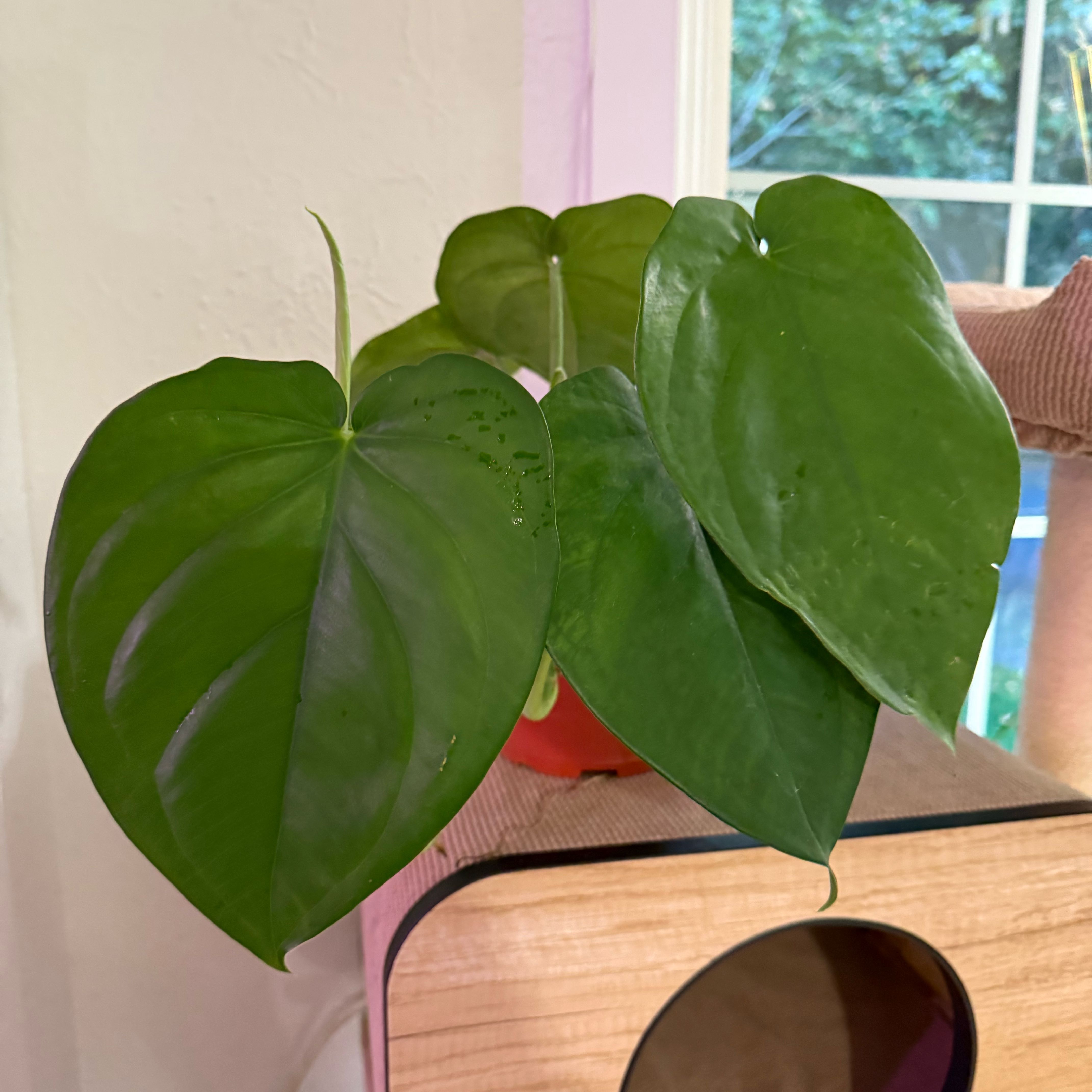 Photo of the plant species Syngonium chiapense by @MaximalMint5 named Fernie Saunders on Greg, the plant care app