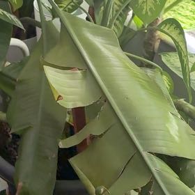 Photo of the plant species Abyssinian Banana by @FabSkypilot71 named Morgan Treeman on Greg, the plant care app