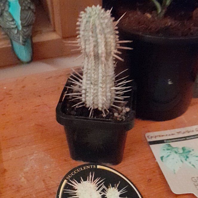 Photo of the plant species Corncob Cactus by @SuperCaladium39 named McKinley on Greg, the plant care app
