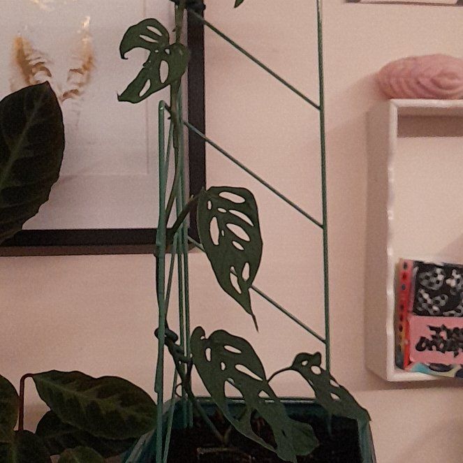 Photo of the plant species Swiss Cheese Plant by @SuperCaladium39 named Kobe on Greg, the plant care app