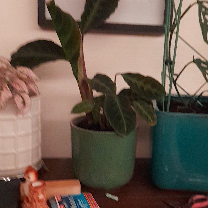 Photo of the plant species Calathea WARSCEWICZII by @SuperCaladium39 named Nemo on Greg, the plant care app