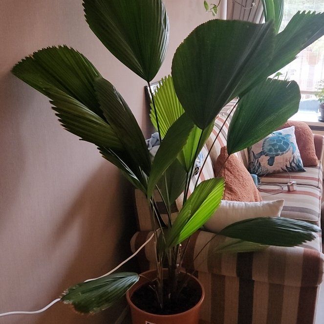Photo of the plant species Ruffled Fan Palm by @PrizedMiro84 named Fanny on Greg, the plant care app