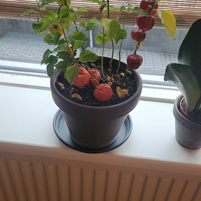 Photo of the plant species Chinese Lantern by @PrizedMiro84 named Gregarious on Greg, the plant care app