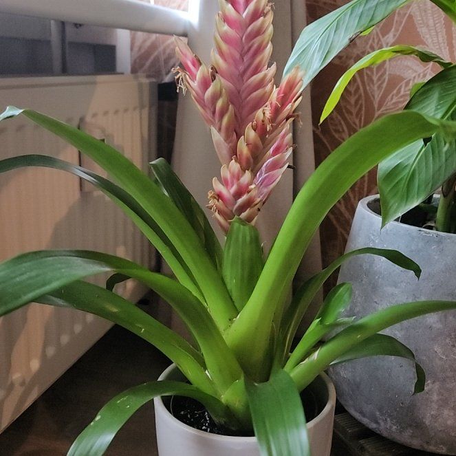 Photo of the plant species Vriesea by @PrizedMiro84 named Rosa on Greg, the plant care app