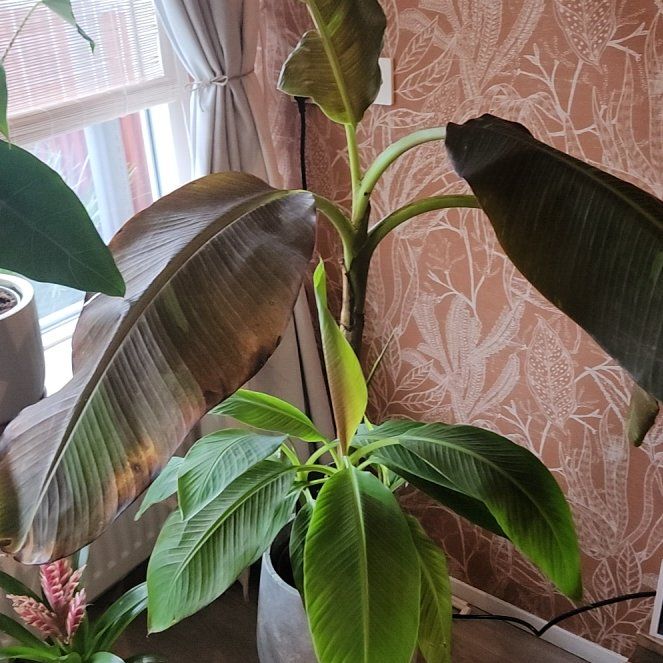 Photo of the plant species Musa 'Siam Ruby' by @PrizedMiro84 named Musa on Greg, the plant care app