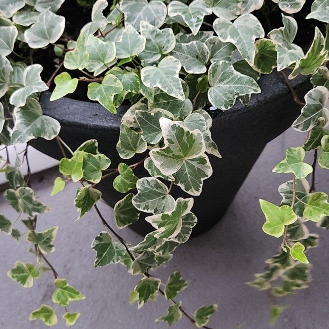 Photo of the plant species English Ivy 'Wonder' by @PrizedMiro84 named James on Greg, the plant care app