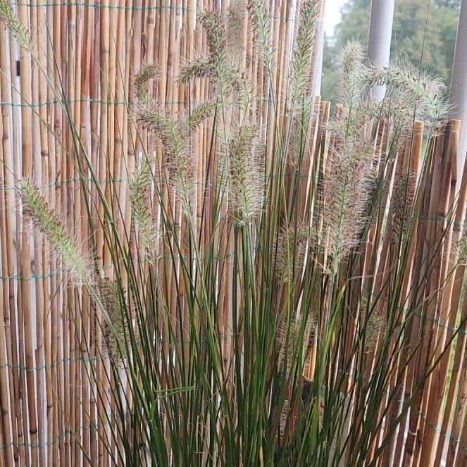 Photo of the plant species Hameln grass by @PrizedMiro84 named Beckham on Greg, the plant care app