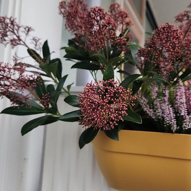 Photo of the plant species Skimmia by @PrizedMiro84 named Daphne on Greg, the plant care app