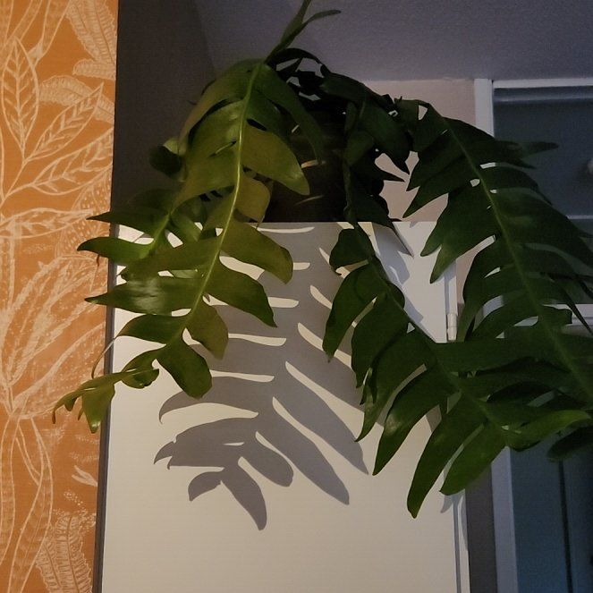 Photo of the plant species shark fin cactus by @PrizedMiro84 named Miley on Greg, the plant care app