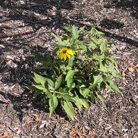 Photo of the plant species Cleopatra Coneflower by @PurelyRockfig15 named Demi on Greg, the plant care app