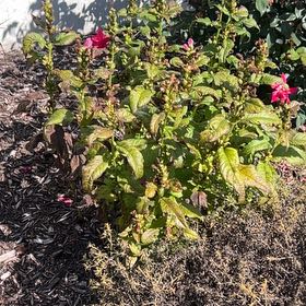 Photo of the plant species Pink Turtlehead by @PurelyRockfig15 named Khaleesi on Greg, the plant care app