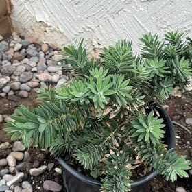 Photo of the plant species Albanian Spurge by @KeyIcarus8 named Dolores on Greg, the plant care app