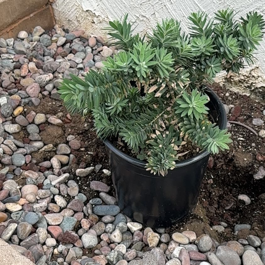 Photo of the plant species Gopher Plant by @KeyIcarus8 named LiloStitch on Greg, the plant care app