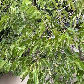 Photo of the plant species Black Mulberry by @QuietLimetuff99 named Treeyoncé on Greg, the plant care app