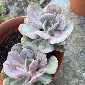 Photo of the plant species Cream Puff by @LiberatedNeem38 named Anne on Greg, the plant care app