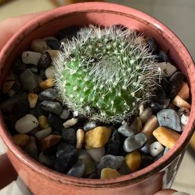 Photo of the plant species Scarlet Ball Cactus by @CalmOlneya1 named Rosa on Greg, the plant care app