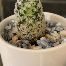 Photo of the plant species Mammillaria duwei by @CalmOlneya1 named Marilyn on Greg, the plant care app