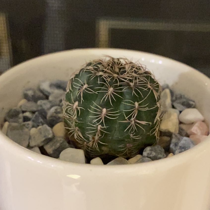 Photo of the plant species Bruch's Chin Cactus by @CalmOlneya1 named Homer on Greg, the plant care app