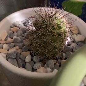 Photo of the plant species Mammillaria fraileana by @CalmOlneya1 named Darwin on Greg, the plant care app