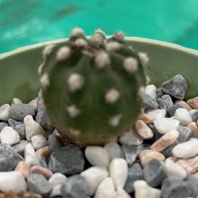 Photo of the plant species Echinopsis 'Fuzzy Navel' by @CalmOlneya1 named Elle on Greg, the plant care app