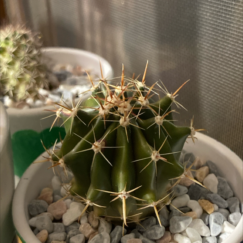 Photo of the plant species Coast Barrel Cactus by @CalmOlneya1 named Bigleef Smalls on Greg, the plant care app