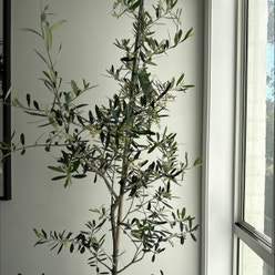 Olive Tree plant
